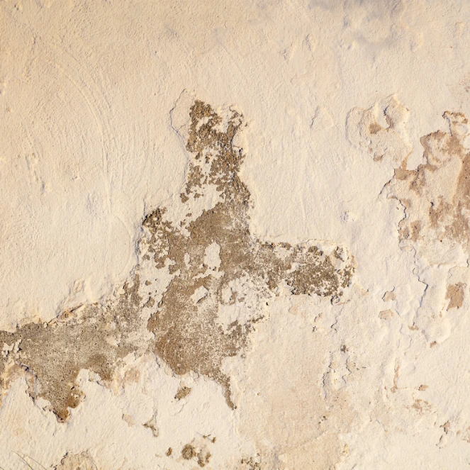 En flekk med avskallet beige og brun maling på en strukturert vegg, sannsynligvis forårsaket av fukt i kjelleren, med et sentralt område som ligner en abstrakt dyreform, omgitt av grove og ujevne overflater.
